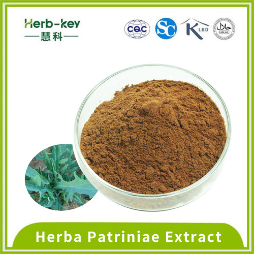 4:1 brown yellow powder Herba Patriniae Extract