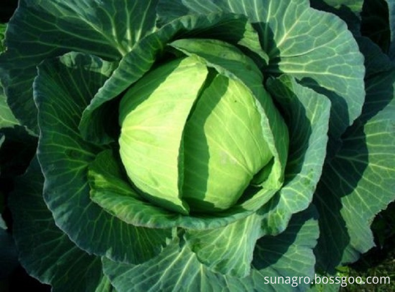 Healthy And Delicious Cabbage