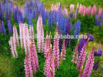 2015 High Quality Flower Lupin seeds For Growing