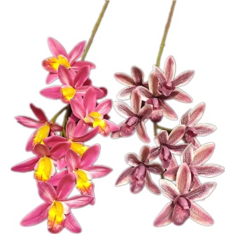Oriental Cymbidium Orchid with 9 Heads for Floral Decoration