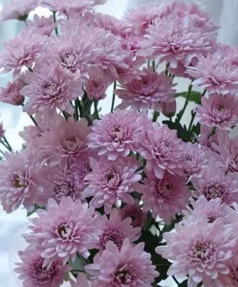 Seoul pink spray chrysanthemum