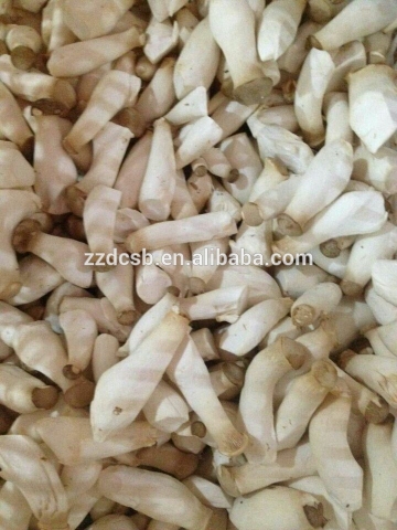 Good Quality Fresh Vegetables Abalone Mushrooms