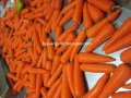 Cenoura fresca saborosa cenoura