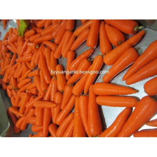 carota fresca dolce 2020