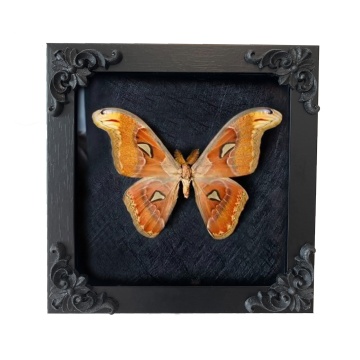 Insect Display Case: Butterfly Shadow Box with Top EVA Foam Pinning Kit
