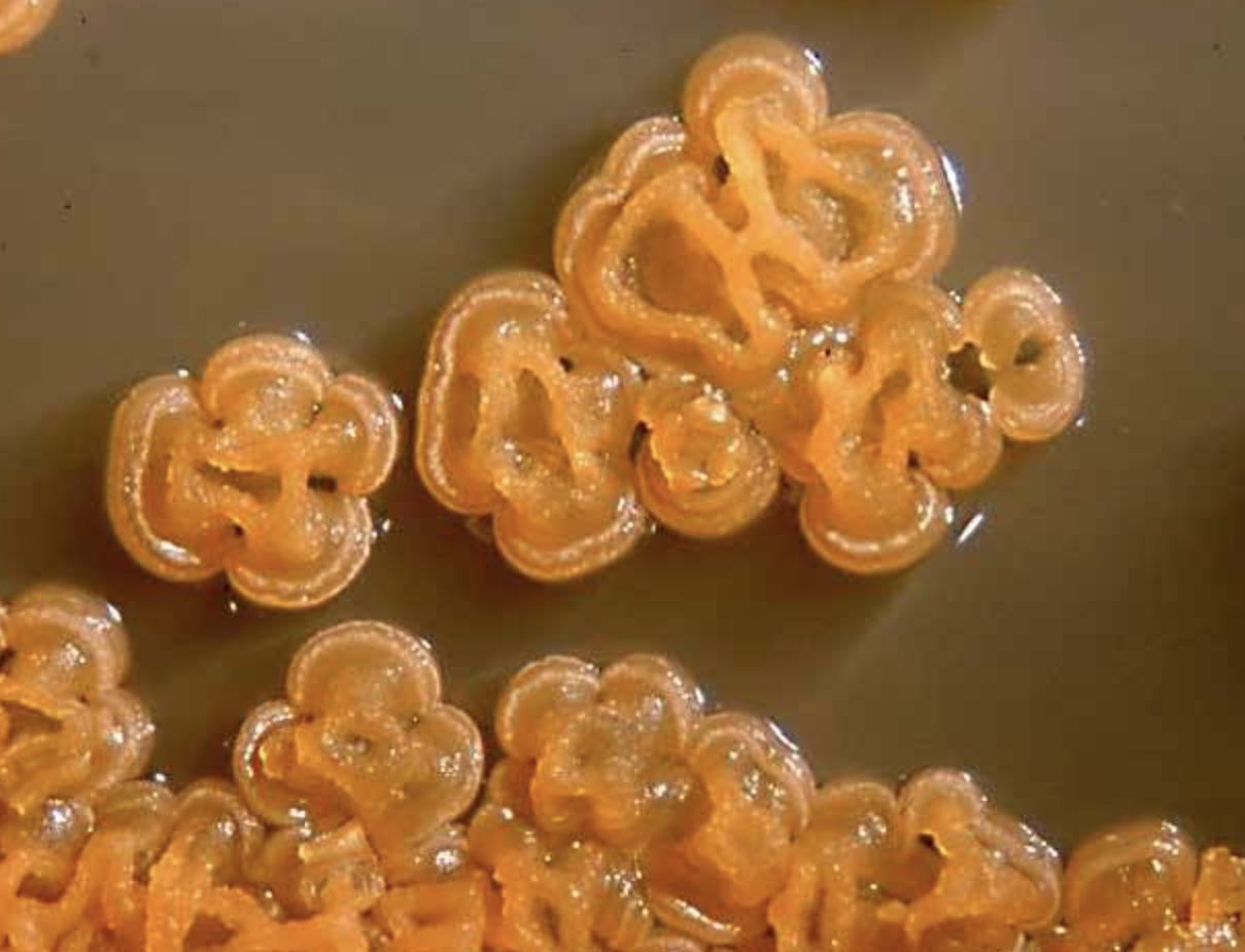 High Purity Micromonospora spp.