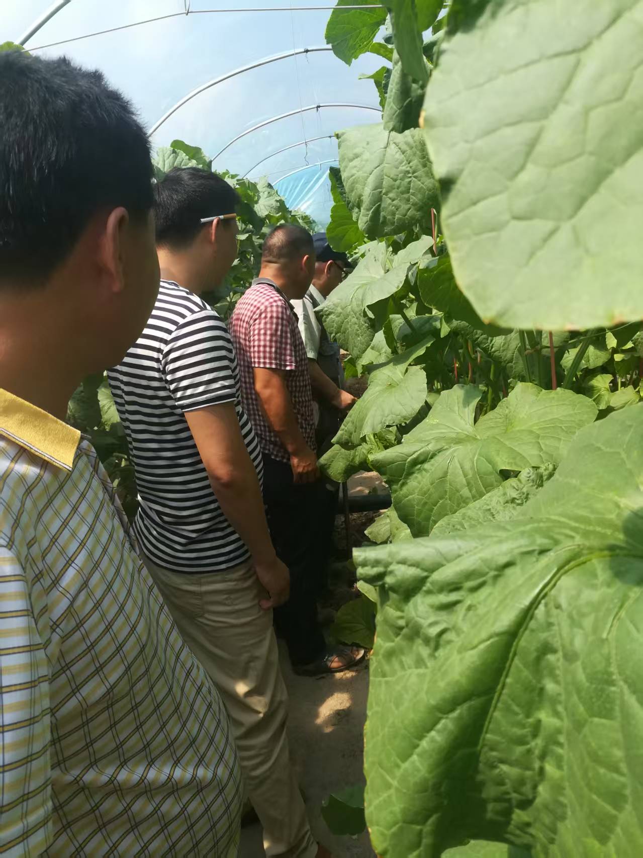قاعدة زراعة تعريشة عمودية للبطيخ المزروع في الدفيئة (1) Greenhouse-grown melon vertical trellis cultivation base (1)