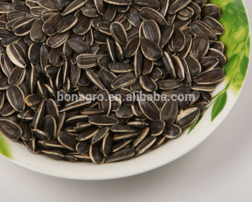 sunflower seeds in shell 5009 American type size 24/64 22/64
