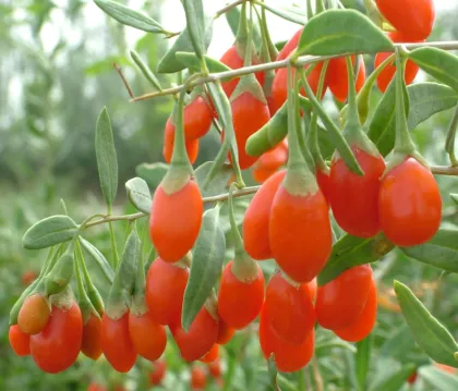 Pure Goji Juice Concentrate