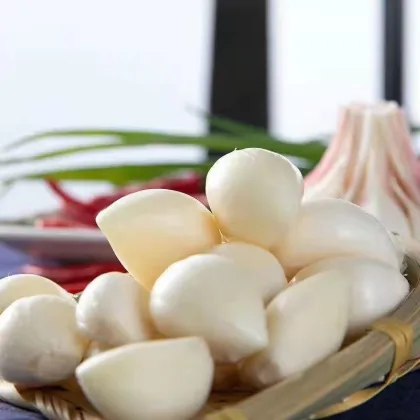 Chinese Herbal Flower Tea Lily Flower Bulb