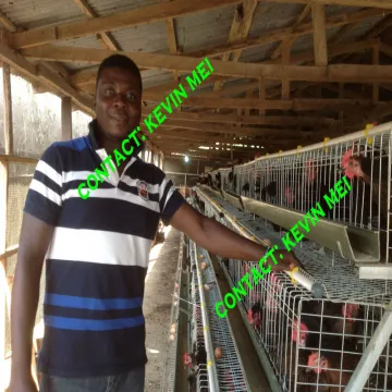 colony layers poultry chicken cages