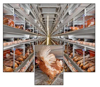 High quality automatic chicken cage poultry layers equipment