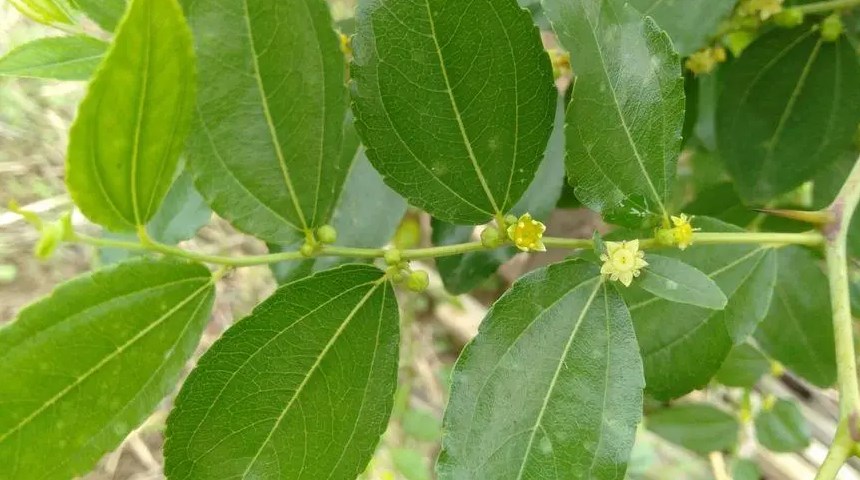 qasil powder (1)