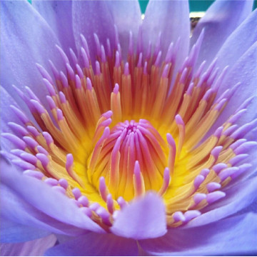 Blue Lotus Essential Oil Perfect