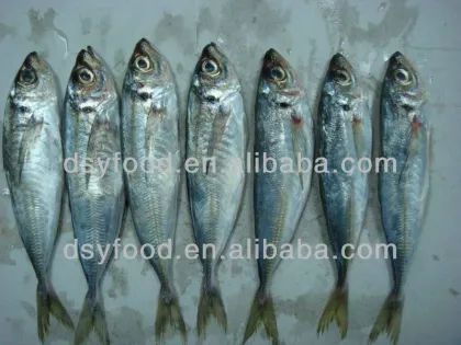 sea frozen horse mackerel