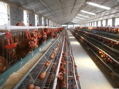 Automatic Poultry Breeding Equipment for Egg Layer Chicken Farming in Congo