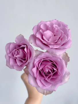 Single-Headed Nightingale Rose Flower