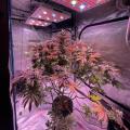 2000/3000W Full Spectrum Horticulture Lighting Grow Cob