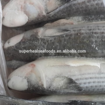 Frozen Fish Whole Round Grey Mullet With Most Competitive Price