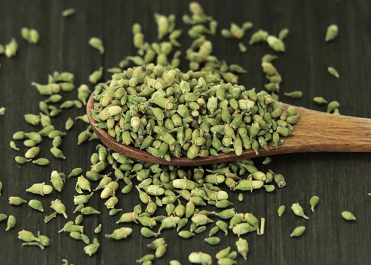 Sophora Japonica Extract Manufacturer