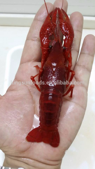 Whole Round Frozen Cooked Spicy Flavor Crawfish/Crayfish