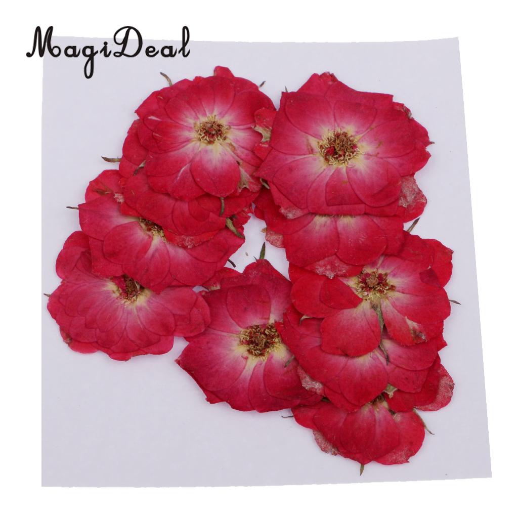 10 Pcs Dried Pressed Flowers for DIY Scrapbooking Crafts Red Rose Decorate Cards Dried Flower House Decoration