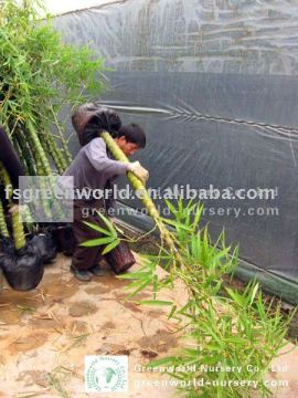 bambusa ventricosa outdoor bamboo