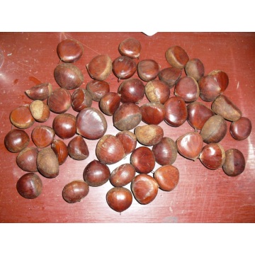 Segar Tai Chestnut