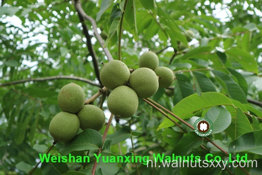 Pastry Chef's Favorite Ingredients Chinese Walnut Kernels