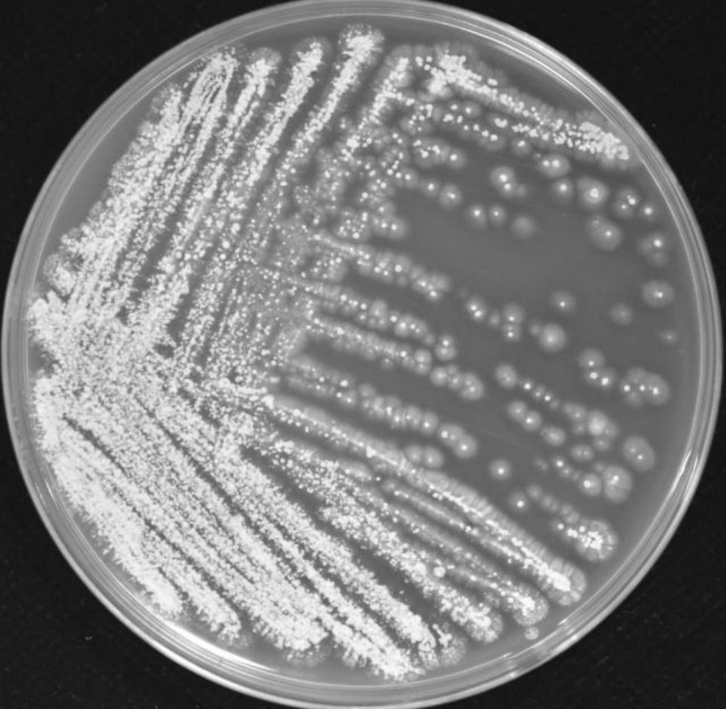 High Purity Streptomyces Jingyangensis