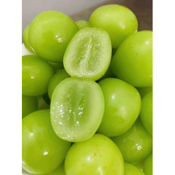 عنب مسقط شاين بدون بذور