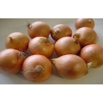 Round Golden Natural Fresh Onion For Mexican Cuisine Contai