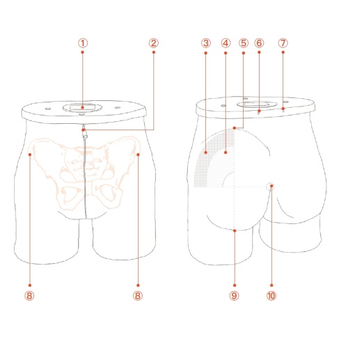 Facial Bones Model Detachable Intramuscular Injection Buttock Supplier