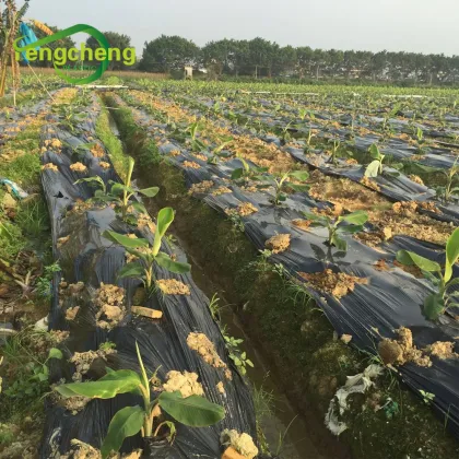 LDPE plastic mulching film for agriculture planting