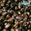 Frische, gereinigte und saubere gefrorene Muscheln