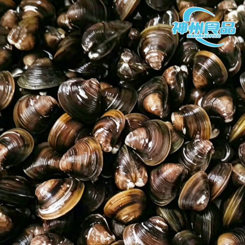 Frische, gereinigte und saubere gefrorene Muscheln