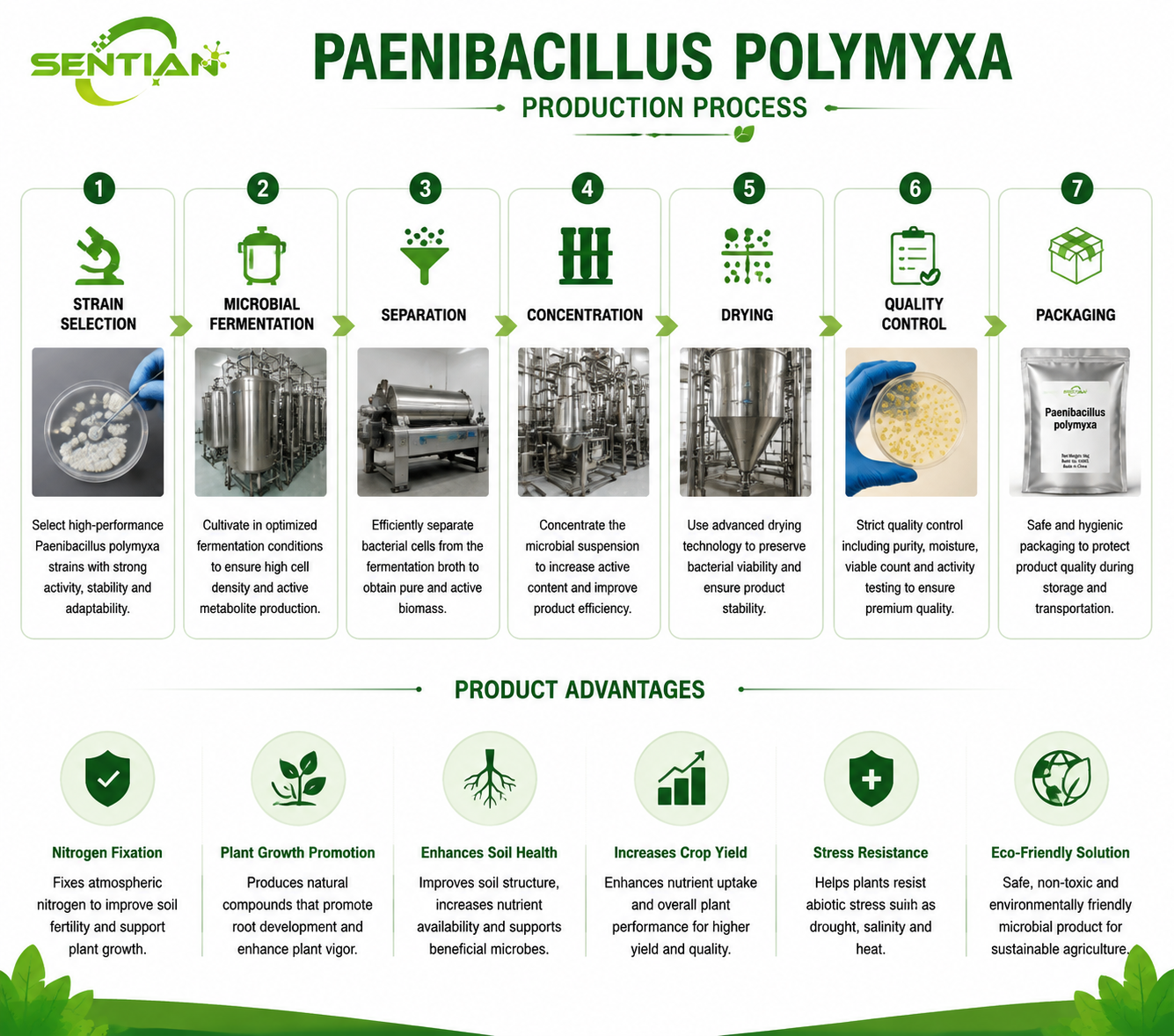 Paenibacillus polymyxa（1）