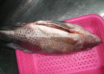 Frozen Style and IQF Freezing Process tilapia