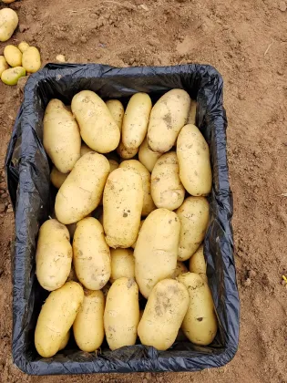 Premium Yellow Skin Yellow Flesh Potatoes