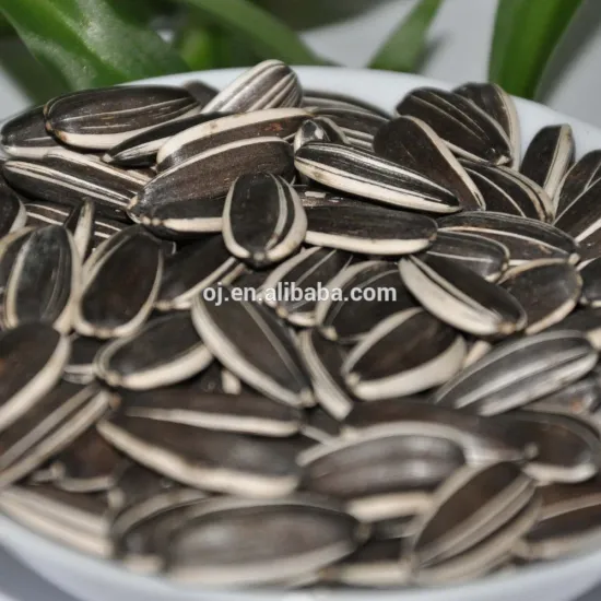 long shape sun flower seed Factory Export