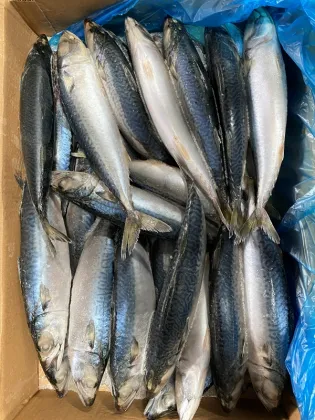 New Season Scomber Japonicus 100 200g Pacific Mackerel