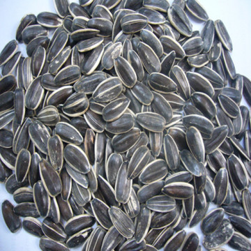 New Crop Sunflower Seeds, American 5009 Type, 24/64