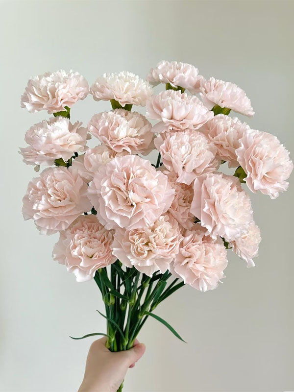 Streamer Pink Carnation2