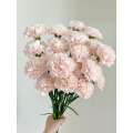 القرنفل الوردي الملون ذو الرأس الواحد