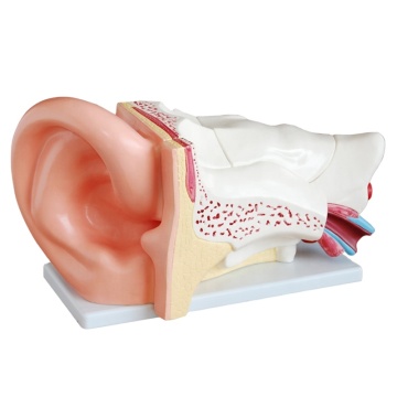 DARHMMY 6-Part PVC Medical Anatomical Ear Model for Schools and Hospitals