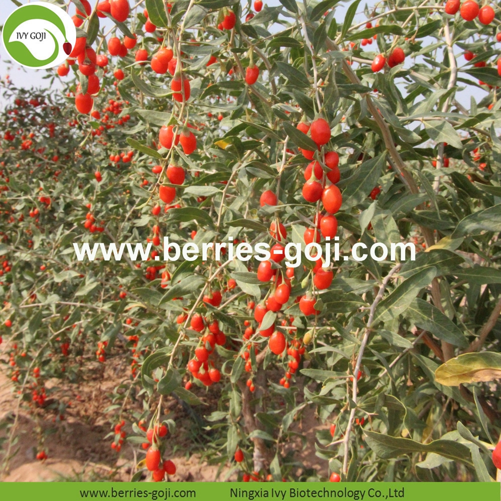 Goji berry