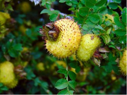 Rosa Roxburghii Tratt