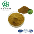 Natural Platycladus Orientalis Extract for Immune Defense