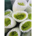 সবুজ আতশবাজি স্প্রে chrysanthemum