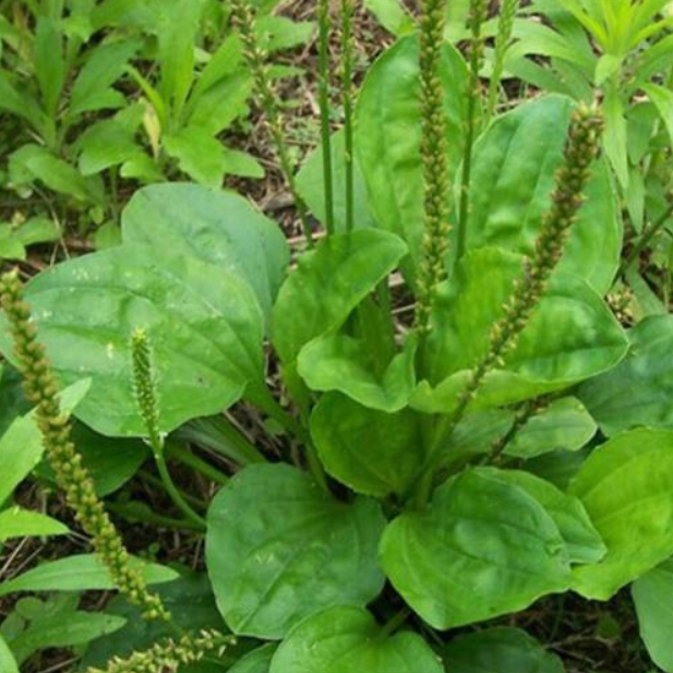 plant psyllium